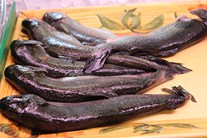 black fish at Seafood USA
